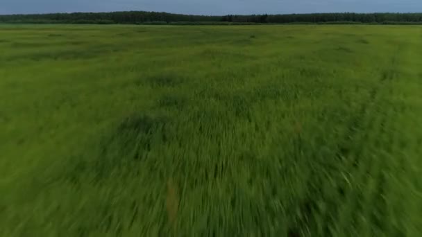 直升机在美丽的自然山谷绿草和树木上空盘旋时的射击 — 图库视频影像