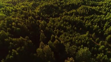 Ters hareket, uçan ağaç tepesi, sık orman, yeşil ağaçlar, hava, güzel doğa manzarası.
