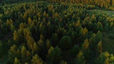 Yeşil çimen vadisiyle çevrili, sık yeşil yapraklı, havadan çekilen inanılmaz doğal orman ağacı.