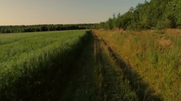 Colpo aereo sorvolando il sentiero di campagna circondato da alberi di erba verde e giallo e orizzonte cielo — Video Stock