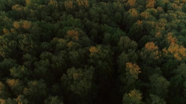 Tiro de helicóptero árvores densas naturais folhagem floresta amarela e verde ao nascer do sol — Vídeo de Stock