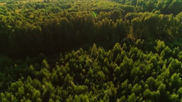 Shooting from helicopter back view flying wonderful dense green woodland landscape forest scenery — Stock video