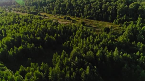 Aerial top view natura las zielony drzewo trawa krajobraz otoczony naturalnym latem słońce światło — Wideo stockowe