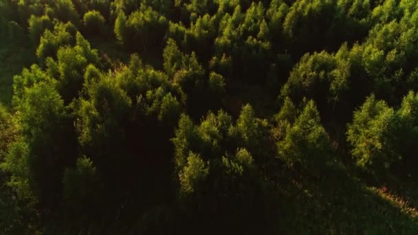 Colpo aereo volo paesaggio naturale albero verde foresta in estate tramonto bosco alberi fogliame — Video Stock