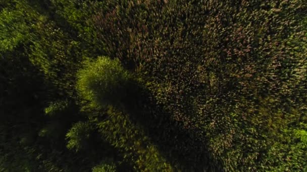 Bella foresta di alberi verdi con fogliame ondulato rallentatore vista dall'alto natura bosco albero — Video Stock