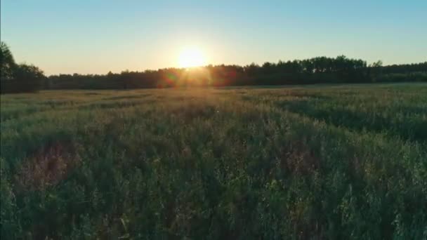 Zdjęcia lotnicze przelatujące nad naturą krajobraz zielona trawa z kwiatowym kwiatem na jasnym żółtym słońcu zachód słońca — Wideo stockowe