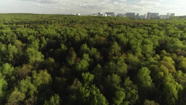 Cinematic antenn sköt drönare utsikt flyger över täta gröna trädtoppar i modern stad skogspark — Stockvideo