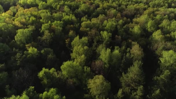 Fényképezés a helikopter vadon fa természet botanikai környezet légi felvétel drón kilátás — Stock videók