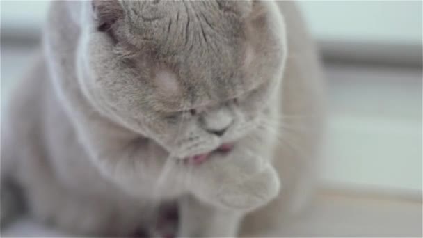 chaton écossais faire hygiène quotidienne 