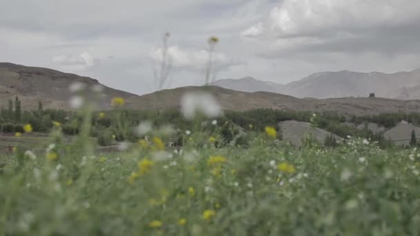 Monastère au Tibet — Video