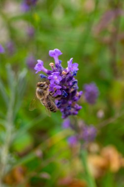 Arı lavanta, yakın çekim