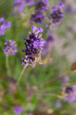 Arı lavanta, yakın çekim