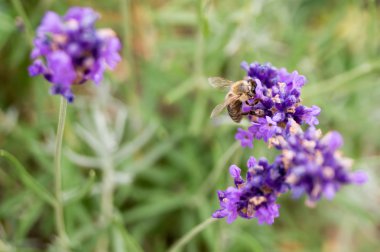 Arı lavanta, yakın çekim