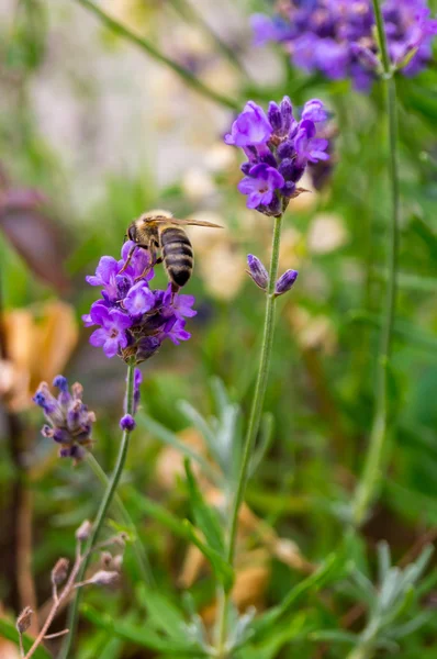 Bee at lavender close up