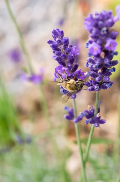 Bee at lavender close up