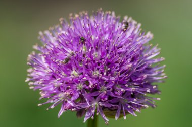 Bir flowerbed Allium topları