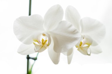 Beyaz Phaleonopsis orkide
