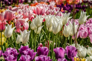 Lale bir flowerbed içinde