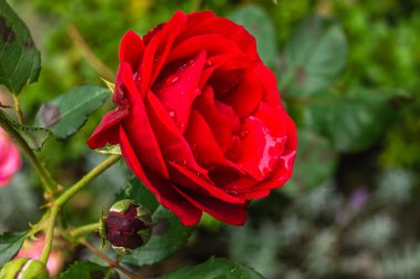 Çiyli kırmızı gül