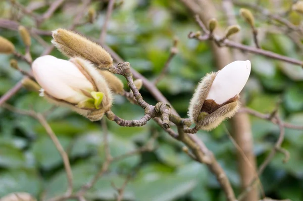 Catkins opened up for the blossoms