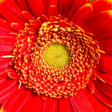 Kırmızı gerbera yakın çekim