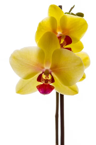 Yellow phaleonopsis orchid — Stock Photo, Image