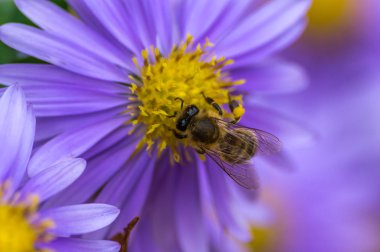 Aster bir arı polen toplama ile