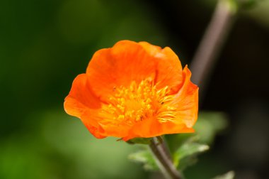 Kırmızı avens yakın çekim