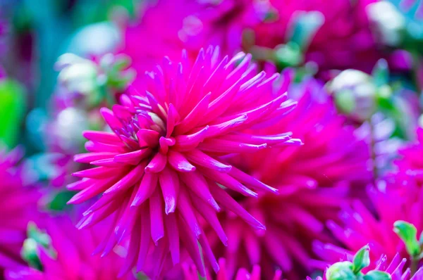 Rosa brilhante Dahlia — Fotografia de Stock