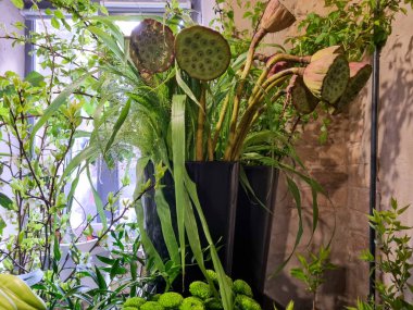 Modern siyah bir vazoda sergilenen kurumuş nilüfer çiçekleri ve yeşil yaprakların dekoratif düzenlenmesi.