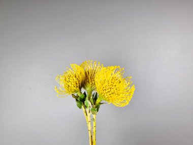 Tarafsız gri arka planda üç canlı sarı iğnelik protea çiçeği tutuyor. Çiçekçide minimalist çiçek kompozisyonu