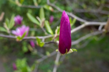 Bir ağaç dalındaki pembe bir manolya tomurcuğunun doğal ışıkla çekilmiş yakın çekimi. Yumuşak yeşil arka planla çiçek açmadan önce bahar tomurcukları yenilenmeyi, büyümeyi ve çiçek açma mevsiminin başlangıcını simgeler.