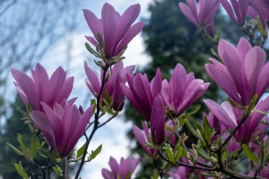 Mavi gökyüzüne ve yeşil yapraklara karşı canlı çiçeklerle çiçek açan pembe manolya ağacı. Ağaç dallarında taze bahar çiçekleri doğal gün ışığında yakalanır, yenilenmeyi, güzelliği ve mevsimsel değişimi simgeler.