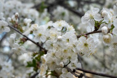 Narin beyaz çiçekleri ve açılmamış tomurcukları olan çiçek açan bir ağaç dalına yakın plan. Yumuşak doğal ışık ve sığ alan derinliği, taze bahar gelişimini ve doğadaki mevsimsel yenilenmeyi vurgulayan yumuşak bir bokeh arka plan oluşturur.