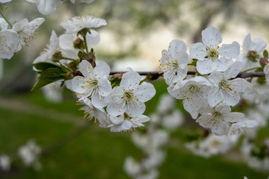 Yumuşak yeşil arka planda, bir ağaç dalında, narin beyaz bahar çiçeklerinin yakın çekimi. Taze açan çiçekler ilkbaharı, yenilenmeyi, büyümeyi ve doğal güzelliği sembolize eder..