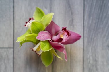 Nötr dokulu arka planda pembe ve sarı taç yaprakları olan bir cymbidium orkide çiçeğinin yakın çekimi.