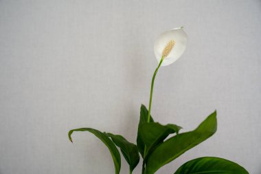 Nilüfer çiçeğinin (Spatthiphyllum) tek bir beyaz çiçek ve yeşil yapraklarla yumuşak, nötr bir arkaplanda minimalist yakın çekimi.