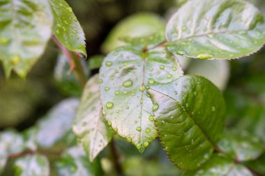 Doğal ışıkla ışıldayan yağmur damlalarıyla kaplı taze yeşil yaprakların yakın çekimi. Yaprak yüzeyinde dinlenen su damlacıkları canlı ve ferahlatıcı bir bahar atmosferi yaratır..