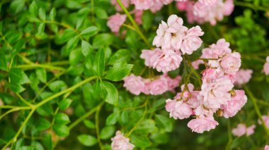 Yaz bahçesinde çiçek açan narin pembe sprey güller ve taze yeşil yapraklar. Doğal ışık altında yumuşak romantik bir kompozisyon. Şefkat, güzellik ve mevsimsel çiçekleri simgeliyor..
