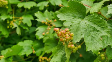 Yaz bahçesinde taze yeşil yaprakların arasında yetişen olgunlaşmamış kırmızı-turuncu Viburnum opulus meyveleri. Doğal ışık, yumuşak alan derinliği ile canlı bir botanik arkaplan oluşturarak dokulu yaprakları ve gelişen meyveleri vurgular..