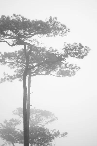 Stand yalnız çam ağacı — Stok fotoğraf