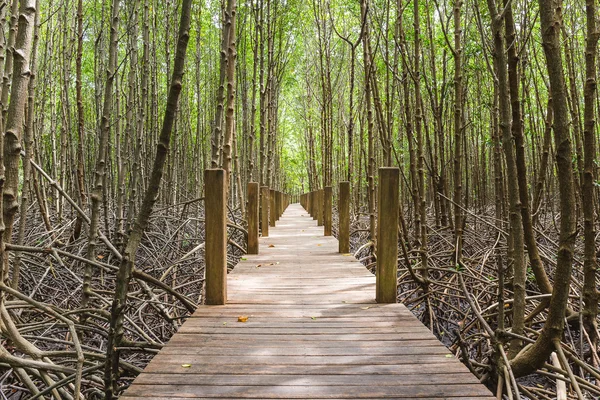 Mangrove forest with path way — Stock Photo, Image