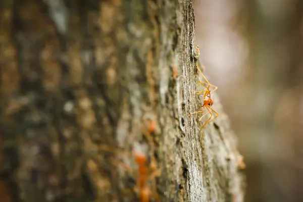 Κοντινό πλάνο κόκκινο μυρμήγκι — Φωτογραφία Αρχείου