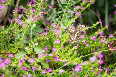 yaprak güzel kelebeği