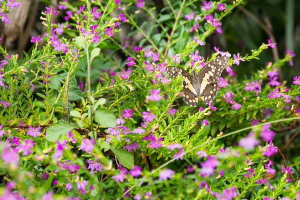 Beau papillon avec feuille — Photo