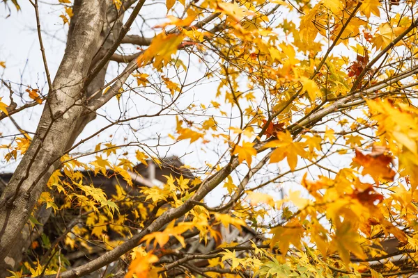 Feuille d'érable d'automne — Photo