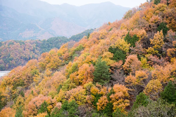 秋天的庐山与黄色的树 — 图库照片