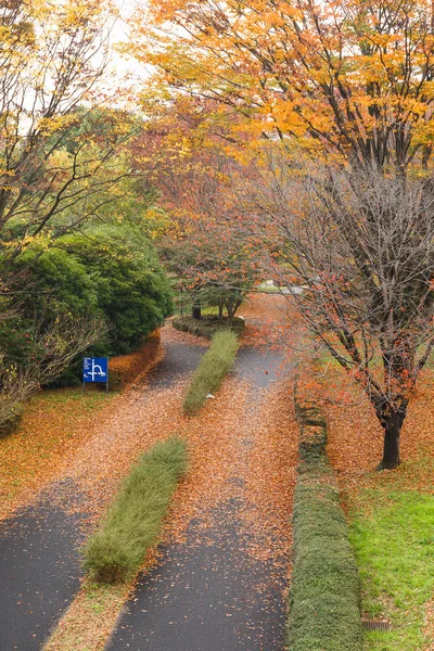 Parc d'automne avec arbres jaunes — Photo