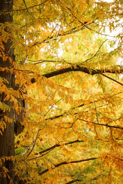 Feuille d'automne jaune — Photo