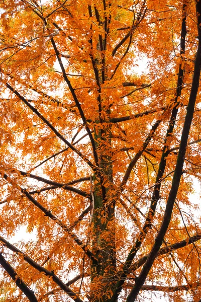 Feuille d'automne rouge — Photo